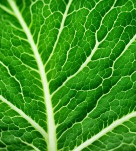 recette chou vert végétarien